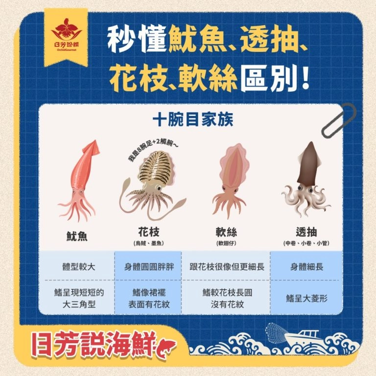 我們不一樣！魷魚、透抽、花枝、軟絲大揭密